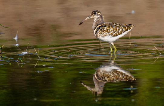 A Bird in he Water 