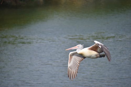 A Pelican Flying Above Water