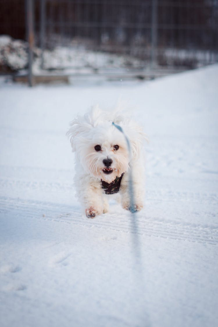 Dog Standing On Snow Covered Ground