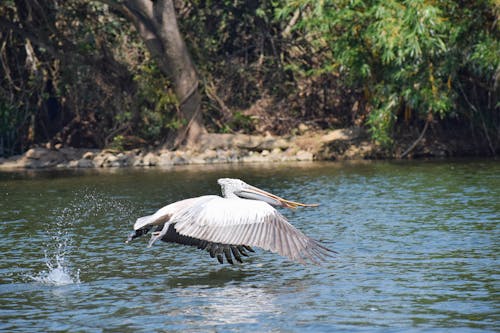 Bird Flying over Body of Water