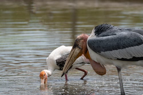 Greater Adjutant Walking on Shallow Waters