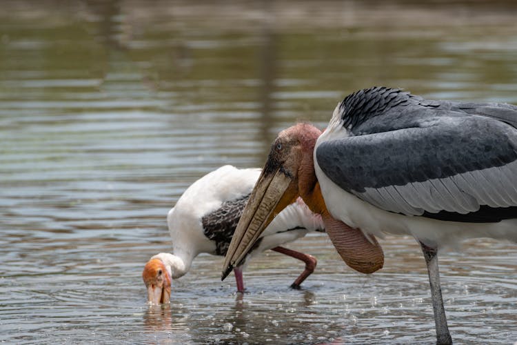 Greater Adjutant Walking On Shallow Waters