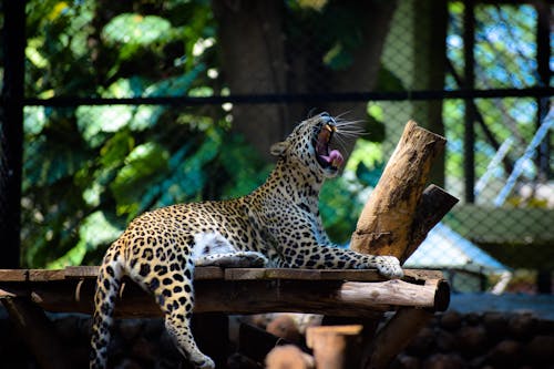 Foto stok gratis berbohong, bertutul, binatang buas