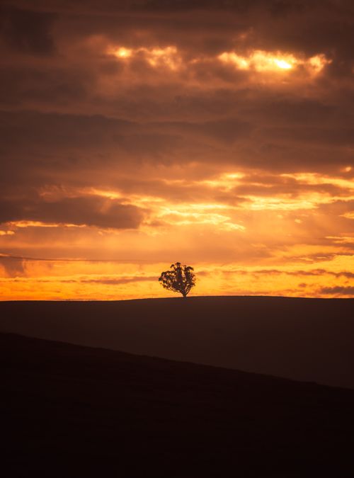 Free A lone tree silhouetted against a vibrant sunset sky with dramatic clouds. Stock Photo