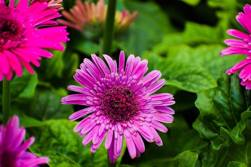 Kostnadsfri bild av barberton daisy, blomning, flora