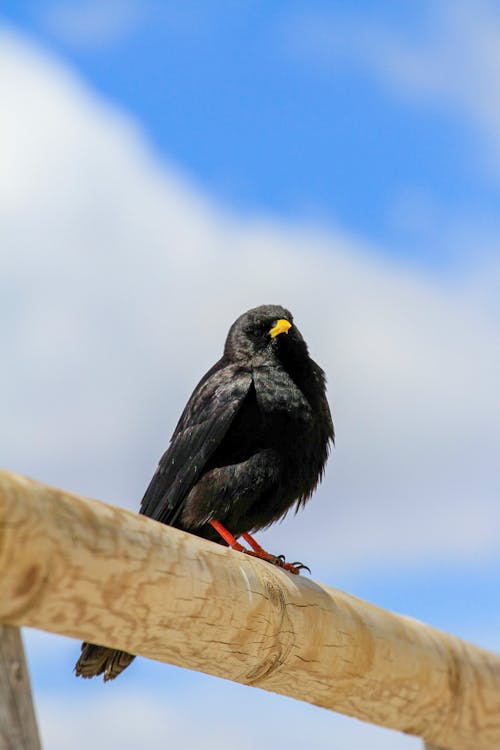 Close up of Crow