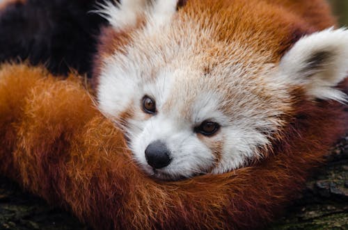 bezplatná Základová fotografie zdarma na téma chlupatý, detail, panda červená Základová fotografie