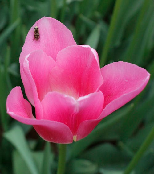 昆蟲, 粉紅色, 鬱金香 的 免費圖庫相片