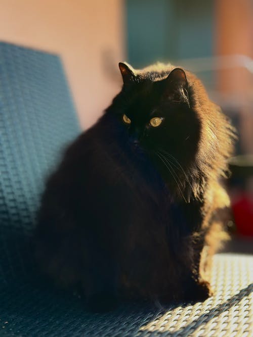 Základová fotografie zdarma na téma černá kočka, chlupatý, dívání