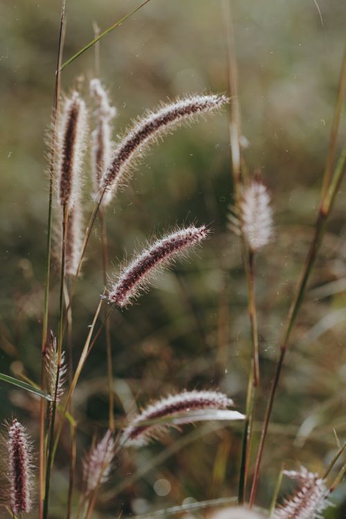 Free Close-up view of wild grass in a sunlit field, showcasing natural beauty and texture. Stock Photo