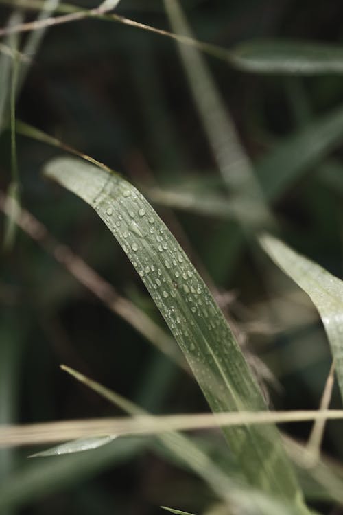 Photograph of a Wet Leaf