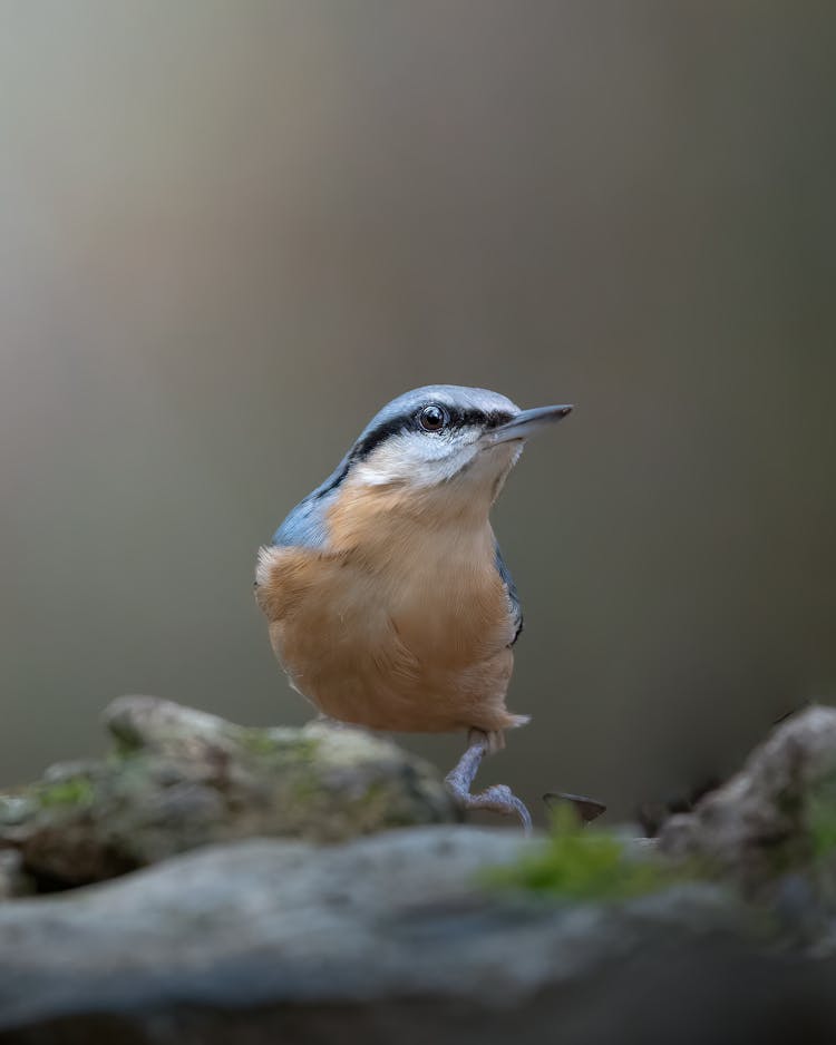 Close-Up Shot Of A Eurasian Nuthatch 