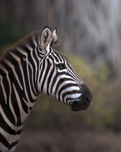 A Close-Up Shot of a Zebra