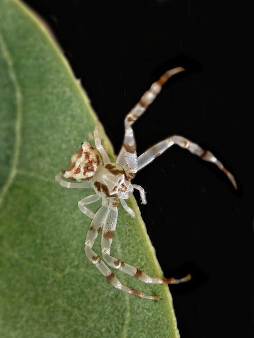 Close-Up Shot of a Spider 