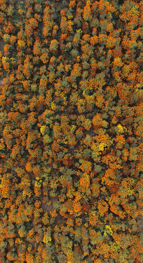 Birds Eye View of Colorful Forest in Autumn