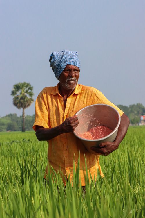 Free Elderly farmer scattering seeds in a lush green rice paddy field on a sunny day. Stock Photo