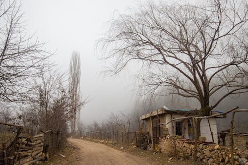 A Pathway Between Leafless Trees 