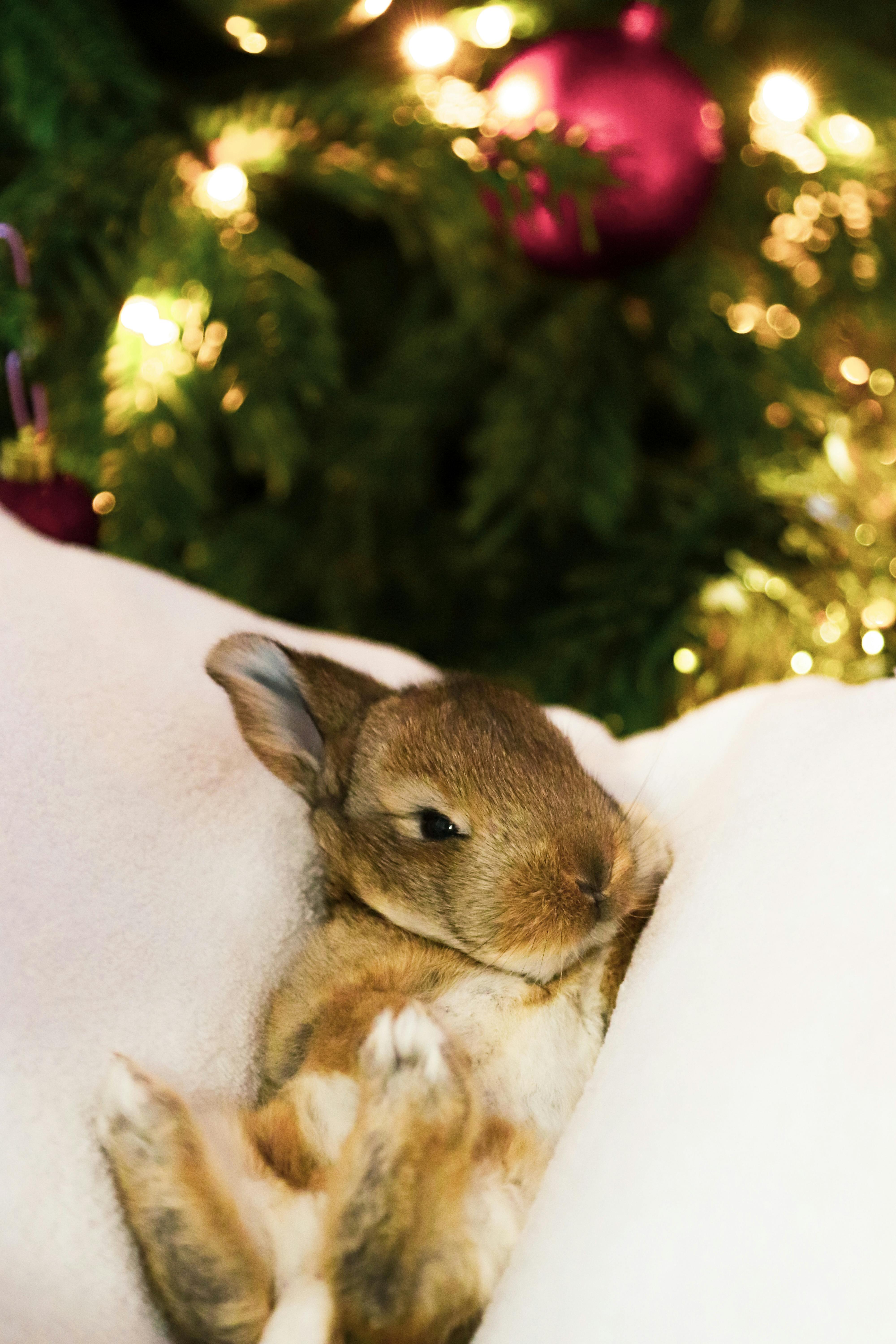 Winter Baby Animals Rabbits Photos, Download Free Winter Baby Animals ...