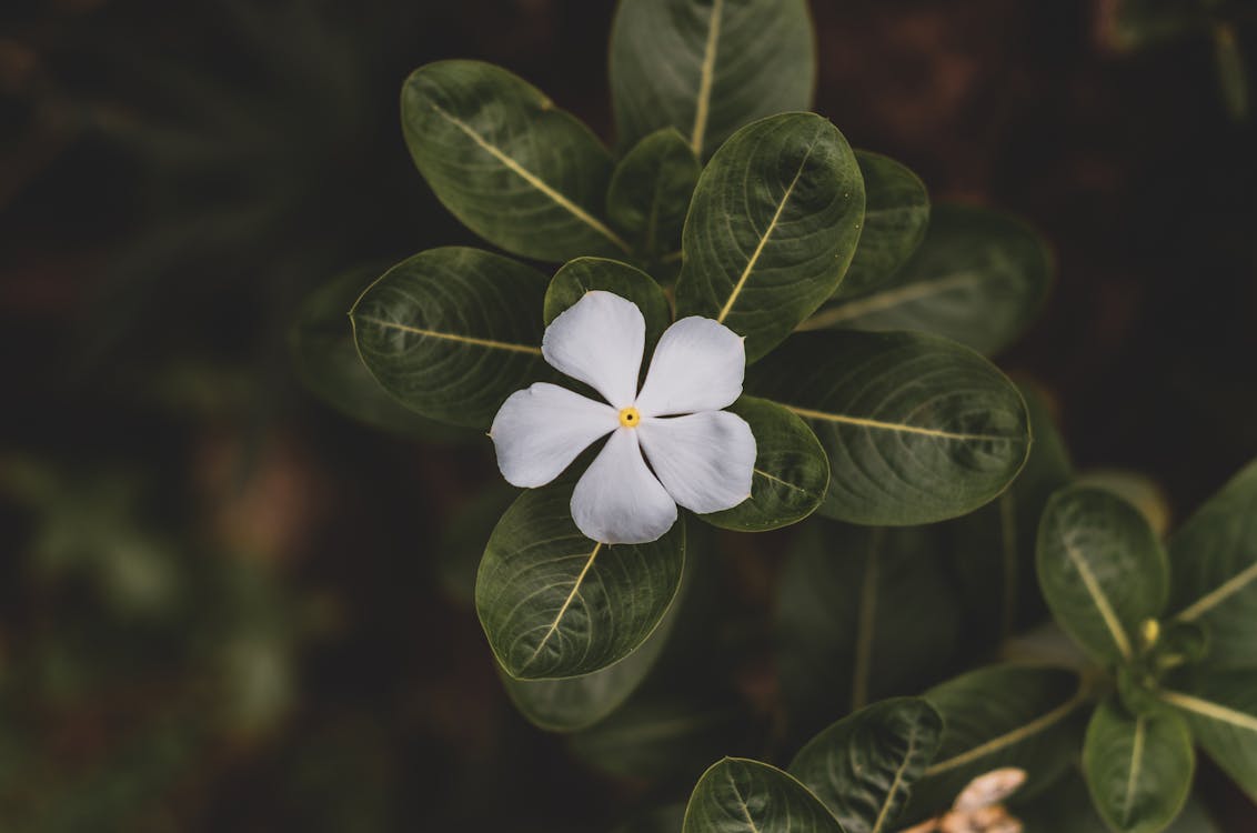 A Close-Up Shot of a Periwinkle Flower in Bloom