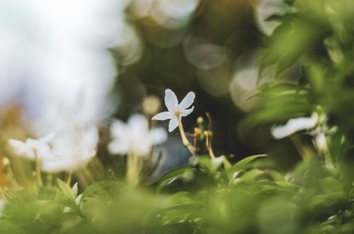 Free Close-up of a white flower against a swirly bokeh background, showcasing nature's beauty. Stock Photo