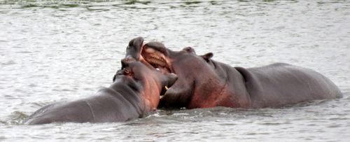 Free Hippo fighting Stock Photo