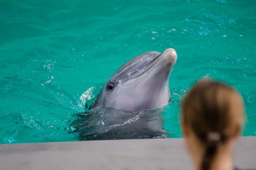 Kostnadsfri bild av akvarium, bassäng, delfin