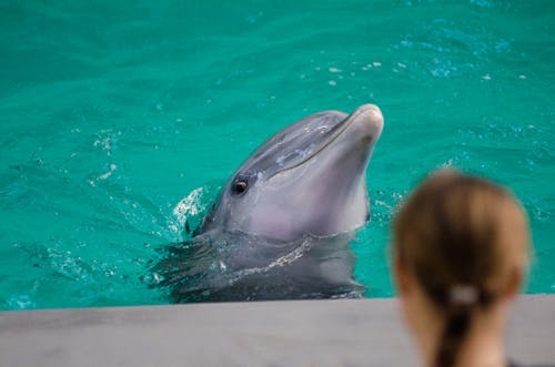 Grey Dolphin on Water in Selective Focus Photography