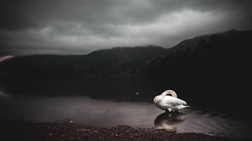 Základová fotografie zdarma na téma bílá labuť, divočina, divoké zvíře