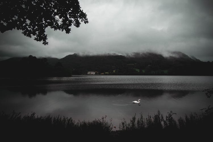 Swan On Body Of Water