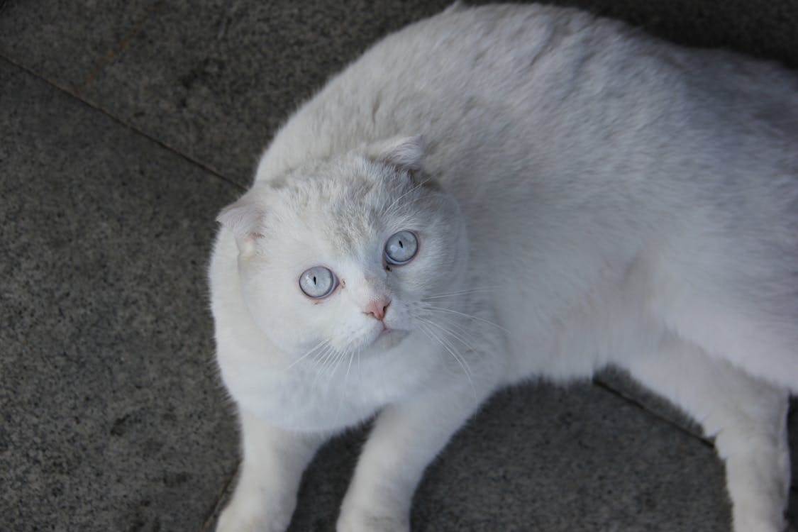 Fotobanka s bezplatnými fotkami na tému biela mačka, biele oči, domáce zviera