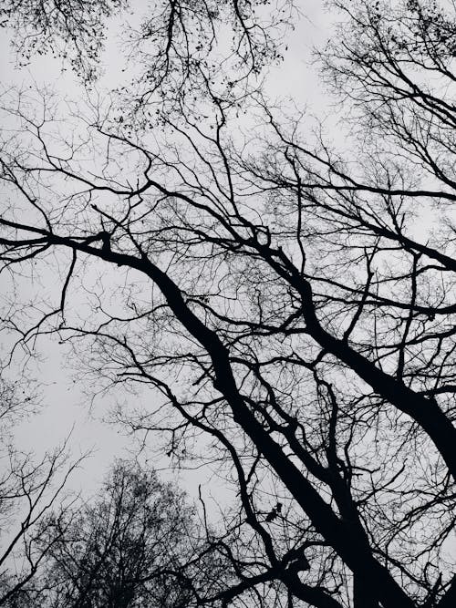 Grayscale Photo of Leafless Trees 