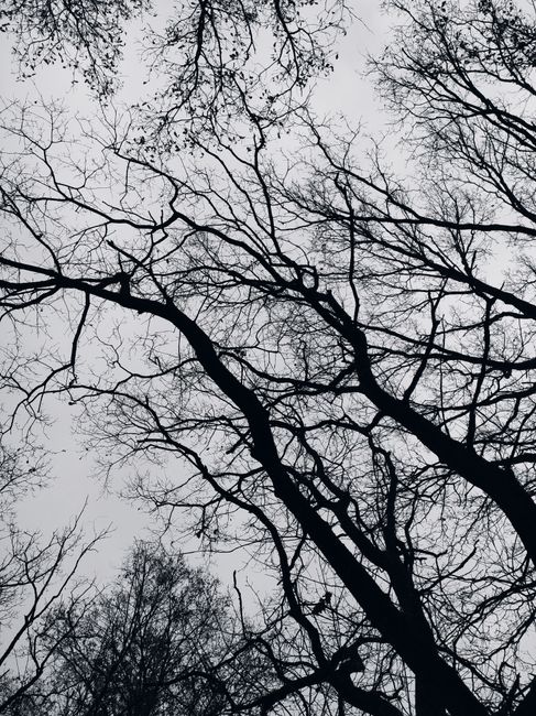 Silhouette of leafless trees creating intricate patterns against a grayscale sky.