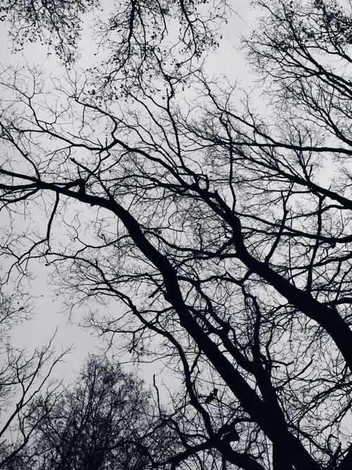 Free Silhouette of leafless trees creating intricate patterns against a grayscale sky. Stock Photo