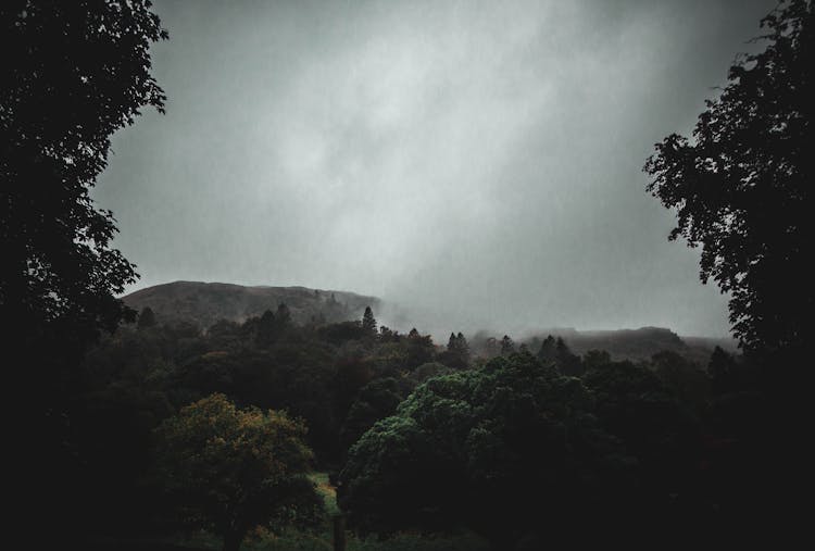 Raining On A Forest