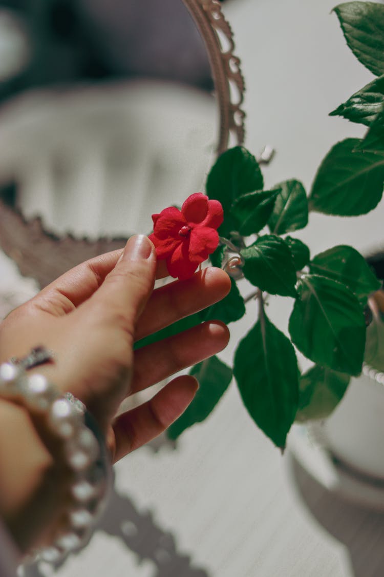 Woman Hand Touching Blooming Flower