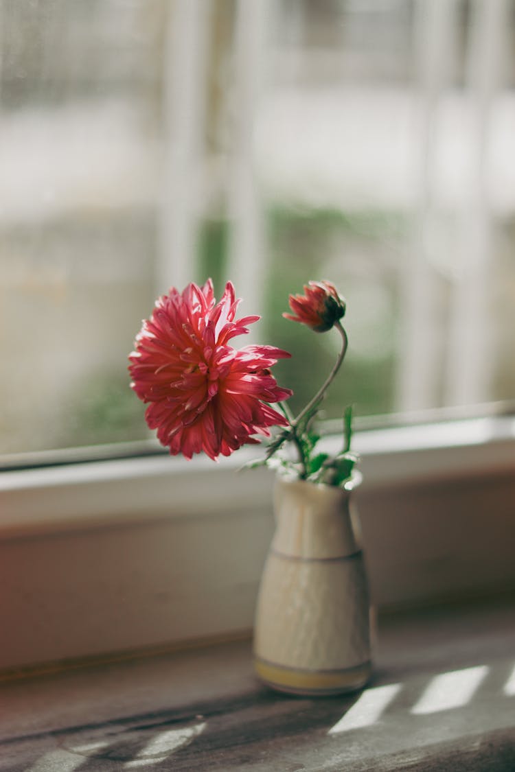 Blooming Flower In Vase On Windowsill