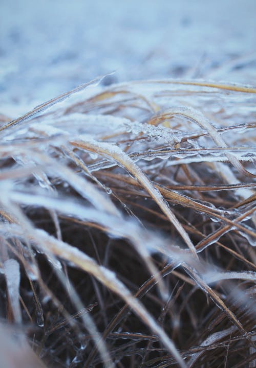 Základová fotografie zdarma na téma detail, mráz, rozpouštění