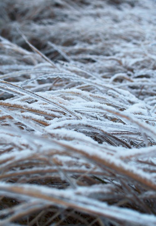 Frozen Blades of Grass