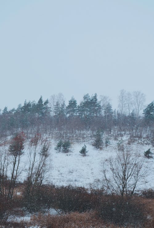 免费 冬季, 冷, 垂直拍摄 的 免费素材图片 素材图片