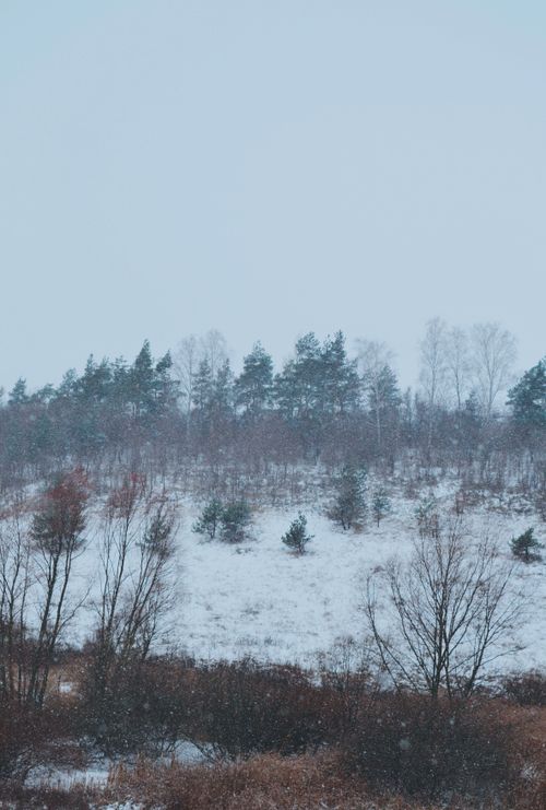 Free Tranquil rural scene with snowy landscape and bare trees in winter. Stock Photo