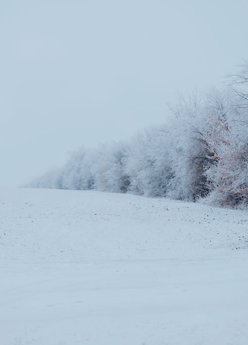 Snow Covered Ground and Trees