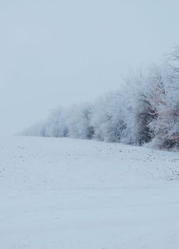 A serene winter landscape featuring snow-covered ground and frosted trees under a foggy sky.