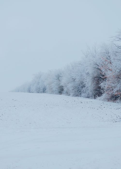 Free A serene winter landscape featuring snow-covered ground and frosted trees under a foggy sky. Stock Photo
