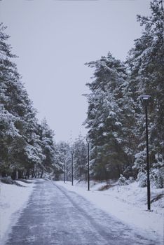 Peaceful winter road lined with snow-covered trees and street lamps.