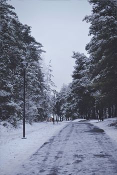 A serene winter forest with snow-covered trees and a quiet road, capturing the essence of winter solitude.