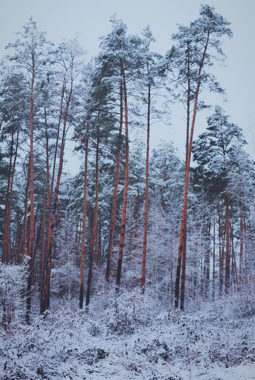 Free Tall pine trees covered in snow create a serene winter forest landscape. Stock Photo