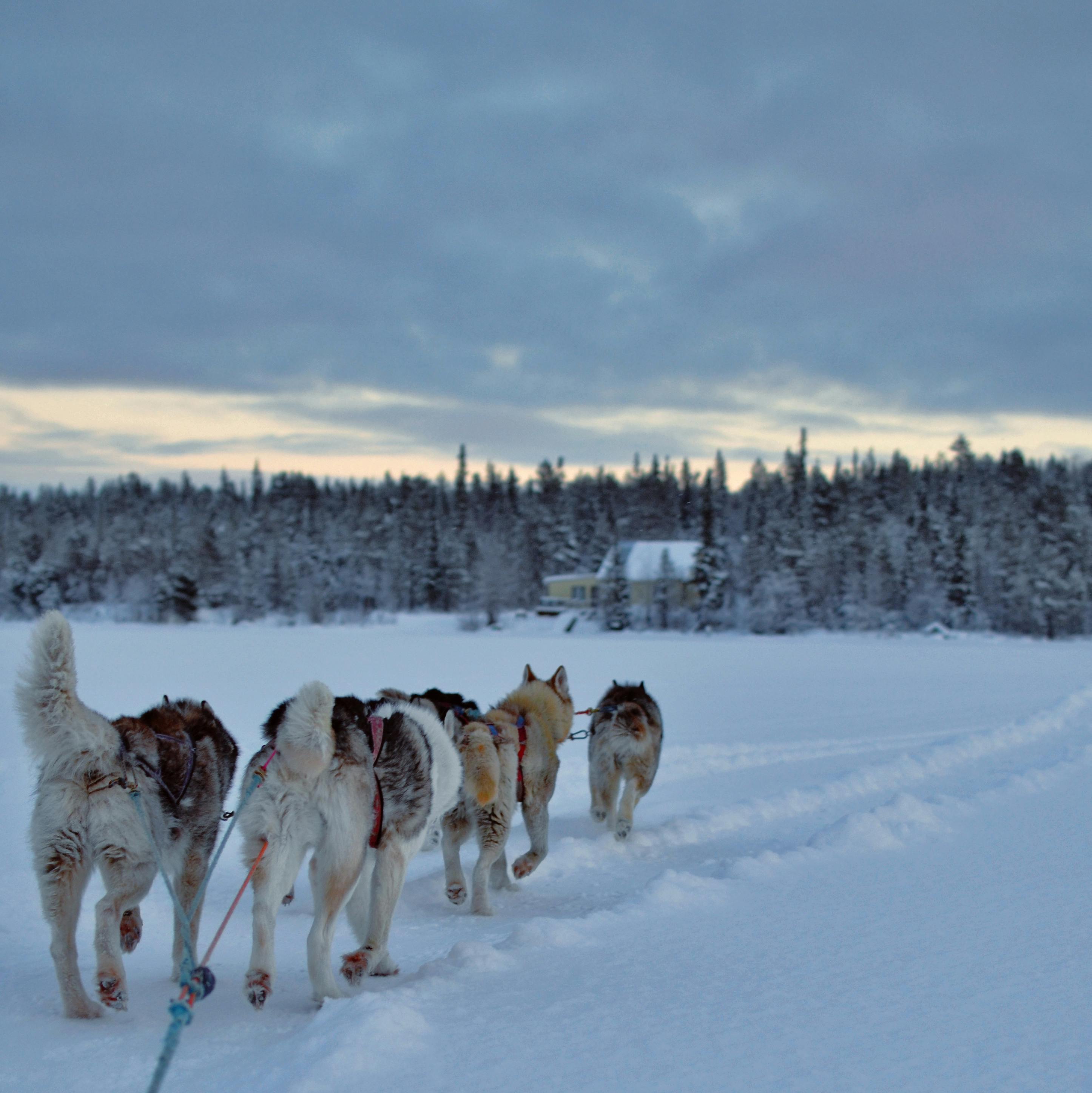 Lapland Photos, Download The Best Free Lapland Stock Photos & Hd Images