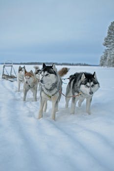 Siberian huskies pulling a sled over snowy terrain during winter in a remote landscape.