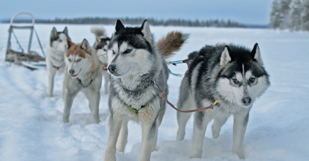 Siberian Huskies Pulling a Sled · Free Stock Photo