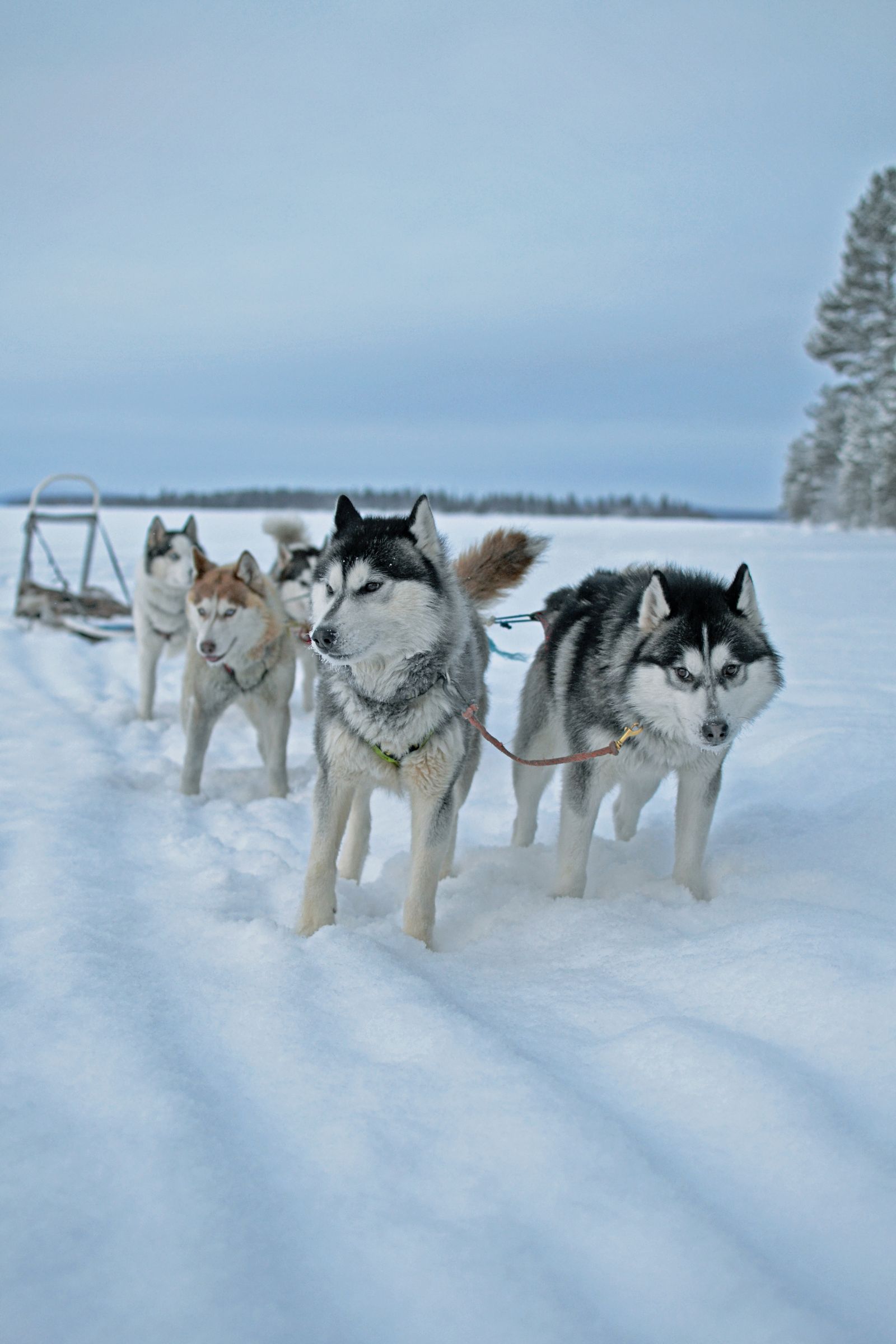 Arktis Husky Farm